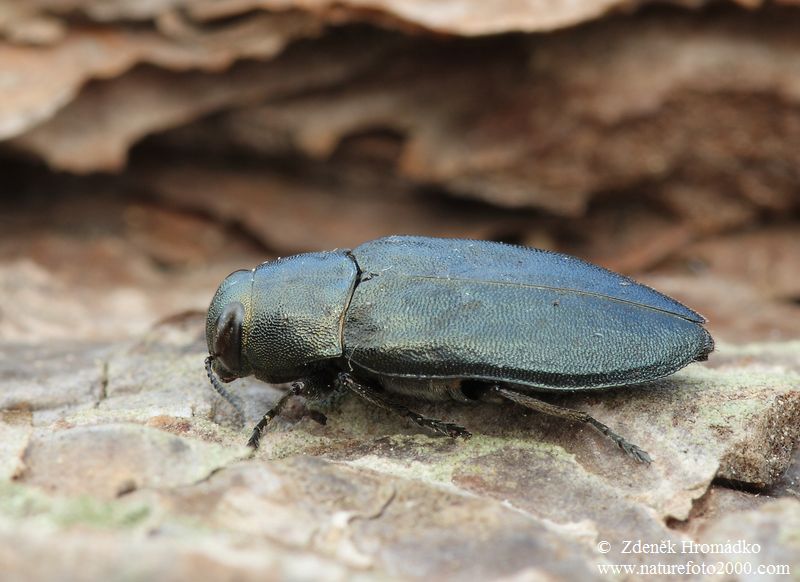 krasec borový, Phaenops cyanea, Buprestidae (Brouci, Coleoptera)